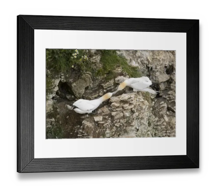 Framed Print : Northern Gannet (Morus bassanus) two adults, fighting over nesting territories on cliff, Bempton Cliffs RSPB Reserve Framed Print : Northern Gannet (Morus bassanus) two adults, fighting over nesting territories on cliff, Bempton Cliffs RSPB Reserve
