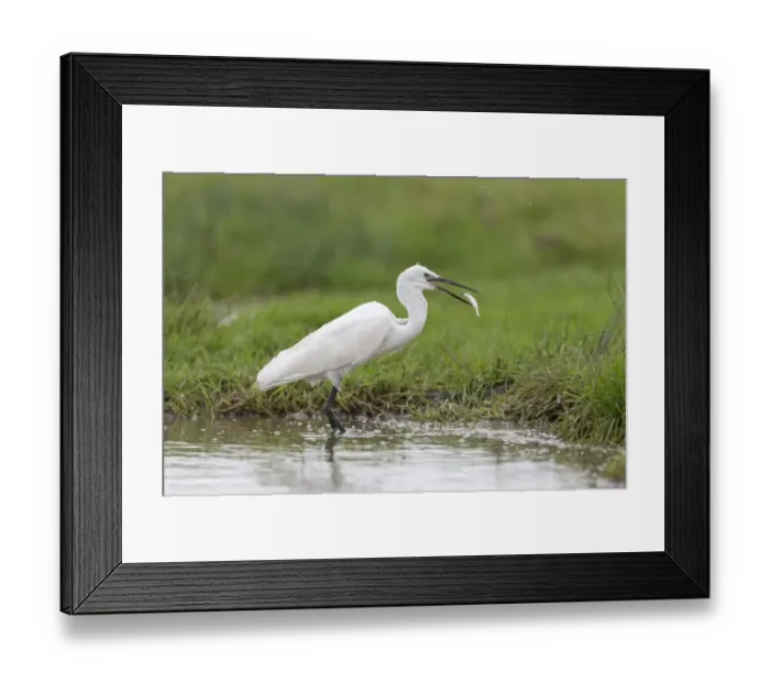 Framed Print : Little Egret (Egretta garzetta) adult, feeding on fish, standing in water, Suffolk, England, August Framed Print : Little Egret (Egretta garzetta) adult, feeding on fish, standing in water, Suffolk, England, August