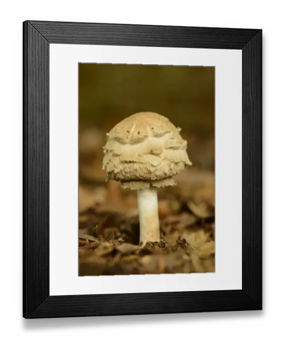 Framed Print : Shaggy Parasol (Macrolepiota rhacodes) fruiting body, growing amongst leaf litter, Admaston, Staffordshire, England Framed Print : Shaggy Parasol (Macrolepiota rhacodes) fruiting body, growing amongst leaf litter, Admaston, Staffordshire, England