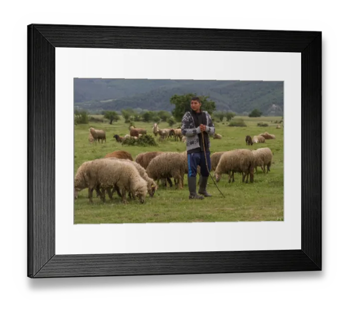 Framed Print : Shepherd with flock of sheep, grazing in field. - Bulgaria Framed Print : Shepherd with flock of sheep, grazing in field. - Bulgaria