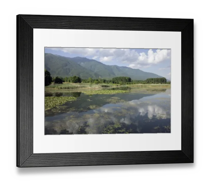 Framed Print : Water lillies growing on Lake Kerkini, Northern Greece Framed Print : Water lillies growing on Lake Kerkini, Northern Greece