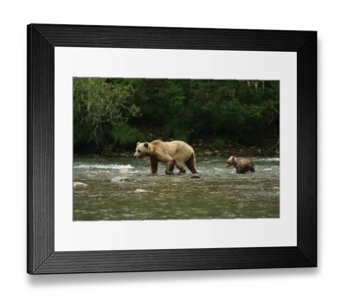 Framed Print : Grizzly Bear (Ursus arctos horribilis) adult female and cub, crossing river in temperate coastal rainforest