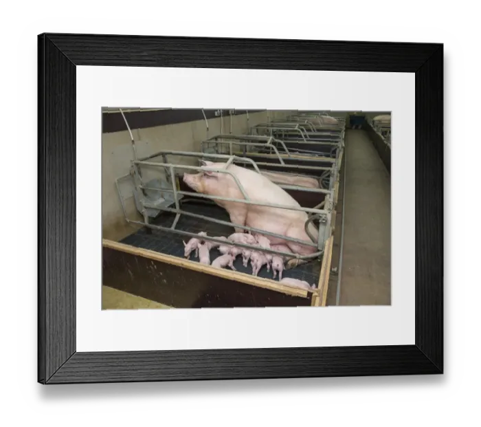 Framed Print : Pig farming, sow with piglets, in farrowing crate, on slats in indoor unit, Driffield, East Yorkshire, England, June Framed Print : Pig farming, sow with piglets, in farrowing crate, on slats in indoor unit, Driffield, East Yorkshire, England, June