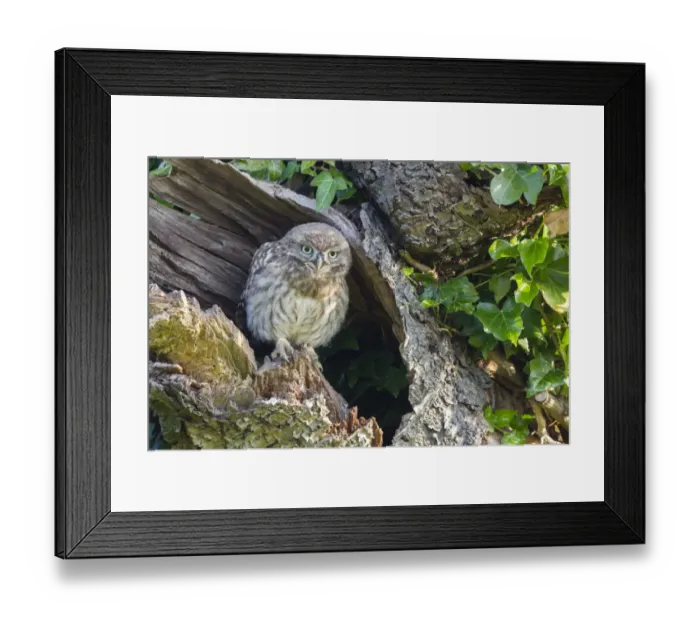 Framed Print : Little Owl (Athene noctua) young, perched at nesthole entrance in early morning, Oxfordshire, England, June Framed Print : Little Owl (Athene noctua) young, perched at nesthole entrance in early morning, Oxfordshire, England, June