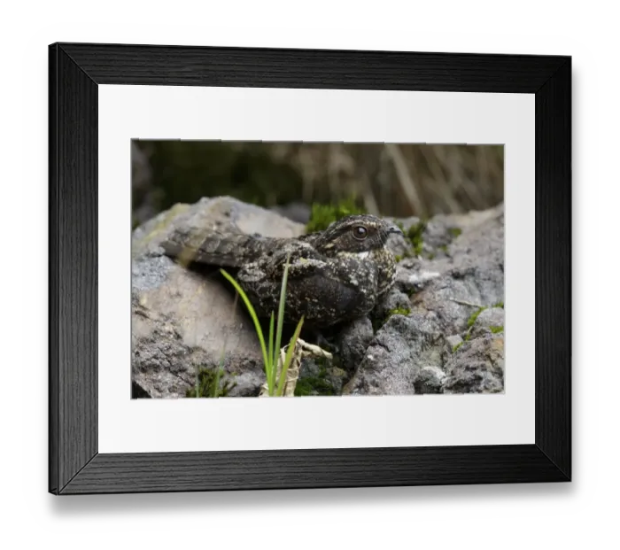 Framed Print : Blackish Nightjar (Caprimulgus nigrescens) adult male, standing on rocks, San Isidro, Napo Province, Ecuador, February
