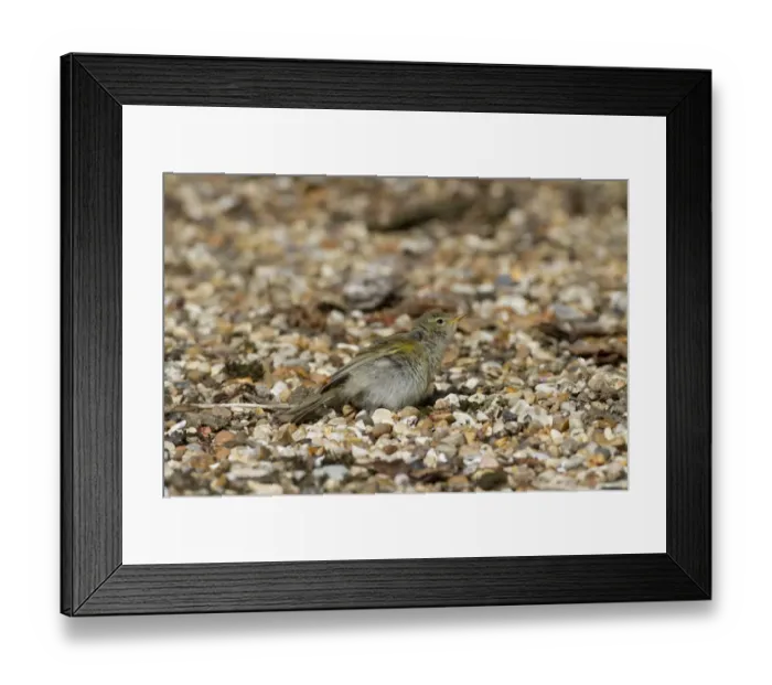 Framed Print : Chiffchaff sunning itself on gravel path Framed Print : Chiffchaff sunning itself on gravel path