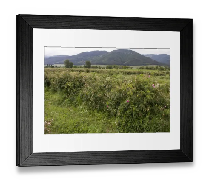 Framed Print : Cultivation of Roses in Rose valley Bulgaria. Rose oil is used in the perfumery industry Framed Print : Cultivation of Roses in Rose valley Bulgaria. Rose oil is used in the perfumery industry