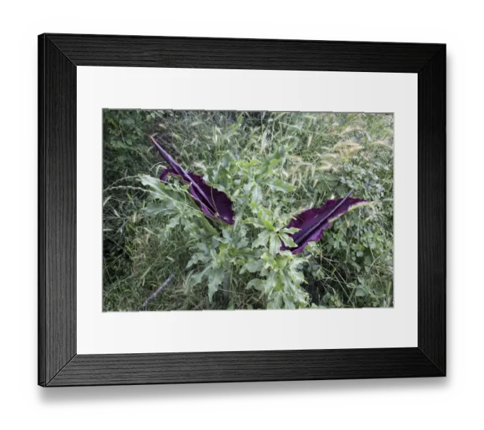 Framed Print : Common Dragon Arum flower - Bulgaria Framed Print : Common Dragon Arum flower - Bulgaria