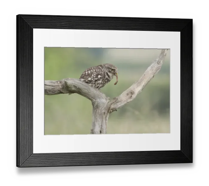 Framed Print : Little Owl (Athene noctua) adult, with earthworm in beak, perched on dead branch in farmland, West Yorkshire, England Framed Print : Little Owl (Athene noctua) adult, with earthworm in beak, perched on dead branch in farmland, West Yorkshire, England