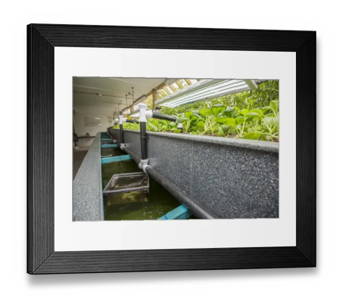 Framed Print : Pak choi growing in aquaponics unit, water from tanks containing tilapia fish is pumped into trough with expanded clay Framed Print : Pak choi growing in aquaponics unit, water from tanks containing tilapia fish is pumped into trough with expanded clay