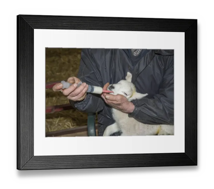 Framed Print : Sheep farming, farmer tubing lamb, method of feeding lamb unable to suck, Preston, Lancashire, England, April Framed Print : Sheep farming, farmer tubing lamb, method of feeding lamb unable to suck, Preston, Lancashire, England, April