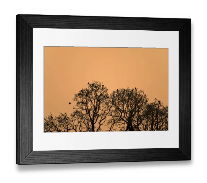 Framed Print : Fieldfare (Turdus pilaris) flock, roosting in tree, silhouetted at sunrise, Admaston, Staffordshire, England, December Framed Print : Fieldfare (Turdus pilaris) flock, roosting in tree, silhouetted at sunrise, Admaston, Staffordshire, England, December