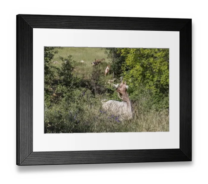 Framed Print : Goats eating leaves and flowers of Christs Thorn tree - Bulgaria Framed Print : Goats eating leaves and flowers of Christs Thorn tree - Bulgaria