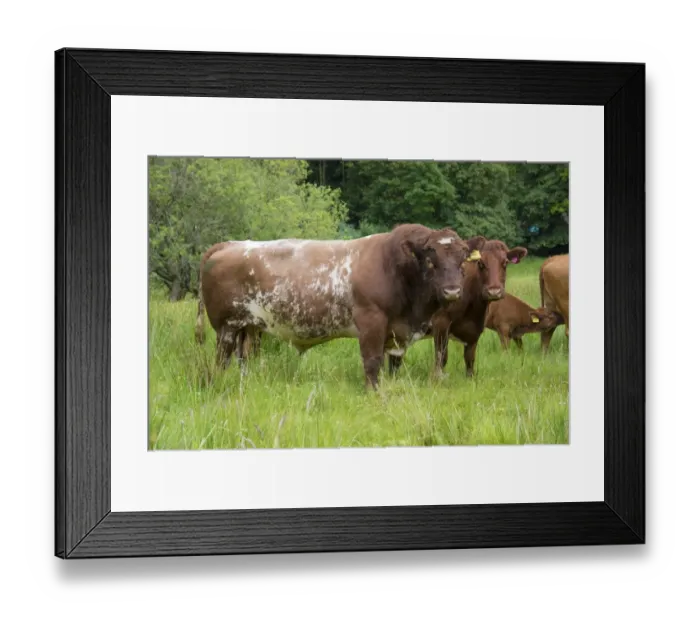 Framed Print : Domestic Cattle, Luing bull, cows and calf, standing in pasture, Windermere, Lake District N. P. Cumbria, England, June Framed Print : Domestic Cattle, Luing bull, cows and calf, standing in pasture, Windermere, Lake District N. P. Cumbria, England, June