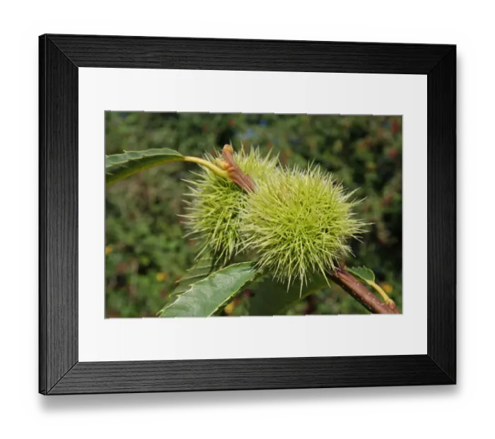 Framed Print : Sweet Chestnut (Castanea sativa) close-up of fruit, growing in woodland, Vicarage Plantation, Mendlesham, Suffolk Framed Print : Sweet Chestnut (Castanea sativa) close-up of fruit, growing in woodland, Vicarage Plantation, Mendlesham, Suffolk