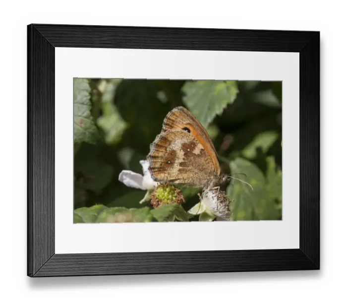 Framed Print : Gatekeeper Butterfly on bramble, Female, July, Suffolk Framed Print : Gatekeeper Butterfly on bramble, Female, July, Suffolk