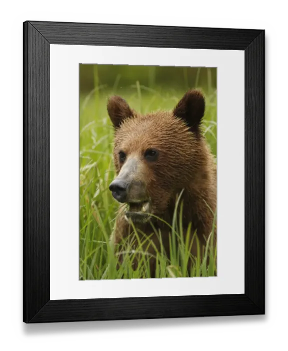 Framed Print : Grizzly Bear (Ursus arctos horribilis) cub, close-up of head, feeding on sedges in clearing of temperate coastal Framed Print : Grizzly Bear (Ursus arctos horribilis) cub, close-up of head, feeding on sedges in clearing of temperate coastal