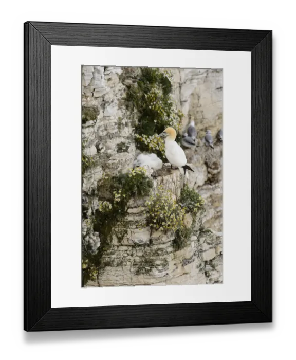 Framed Print : Northern Gannet (Morus bassanus) adult and chick, at nest on cliff ledge, Bempton Cliffs RSPB Reserve, Bempton Framed Print : Northern Gannet (Morus bassanus) adult and chick, at nest on cliff ledge, Bempton Cliffs RSPB Reserve, Bempton