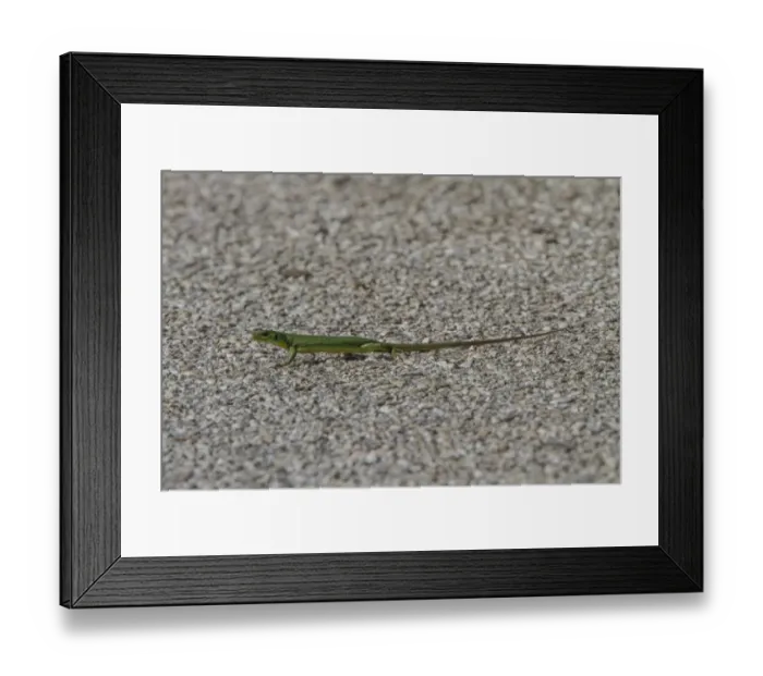Framed Print : Balkan green lizard - Lacerta trilineata Framed Print : Balkan green lizard - Lacerta trilineata