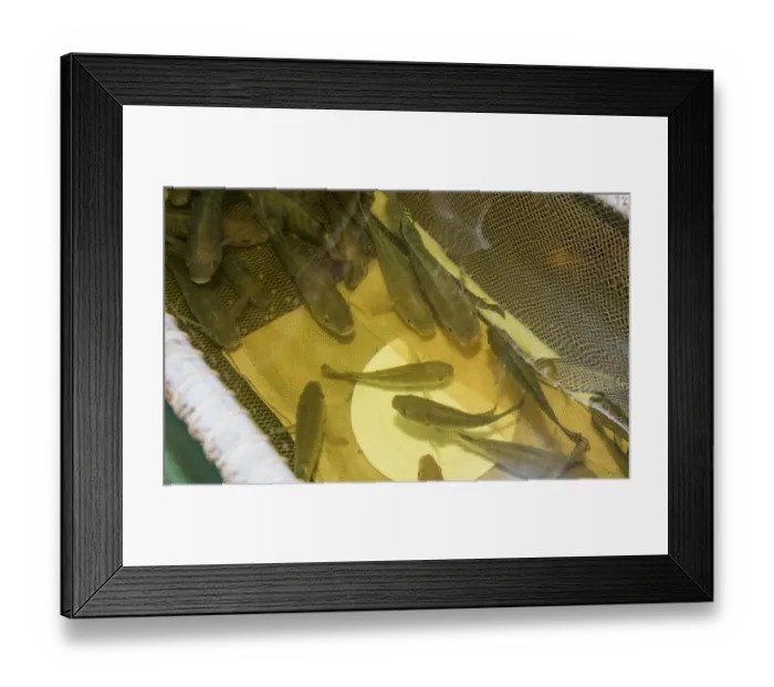 Framed Print : Aquaponics unit, water from tanks containing tilapia fish is pumped into trough with expanded clay Framed Print : Aquaponics unit, water from tanks containing tilapia fish is pumped into trough with expanded clay