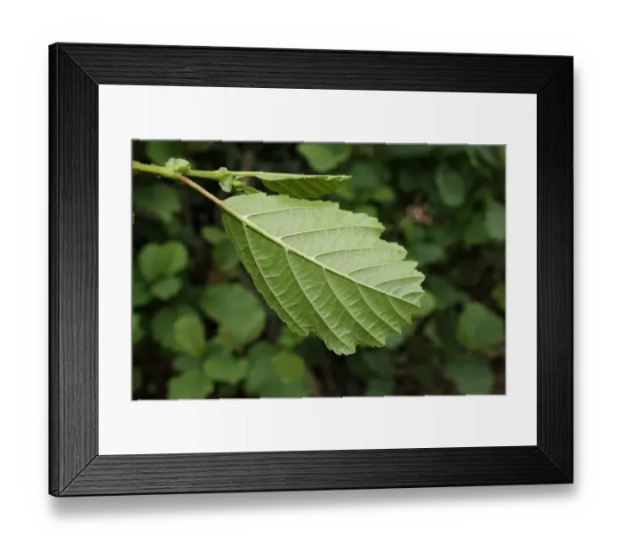 Framed Print : Common Alder (Alnus glutinosa) close-up of leaf underside, growing in hedgerow beside ditch, Mendlesham, Suffolk