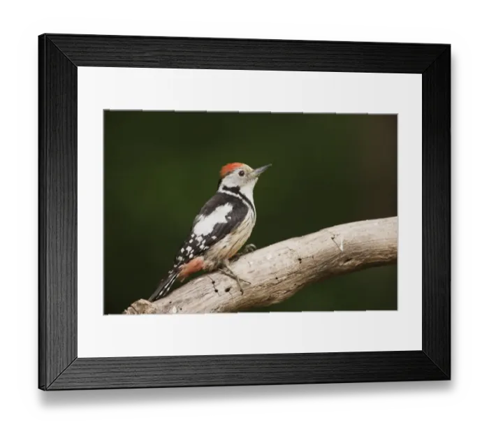 Framed Print : Middle Spotted Woodpecker (Dendrocopos medius) adult, standing on log in woodland, Debrecen, Hungary, April