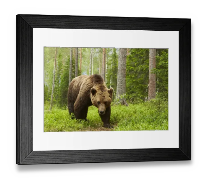 Framed Print : European Brown Bear (Ursus arctos arctos) adult male, standing in boreal forest habitat, Finland, June Framed Print : European Brown Bear (Ursus arctos arctos) adult male, standing in boreal forest habitat, Finland, June