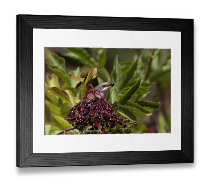 Framed Print : Common Whitethroat male eating Elderberries Framed Print : Common Whitethroat male eating Elderberries