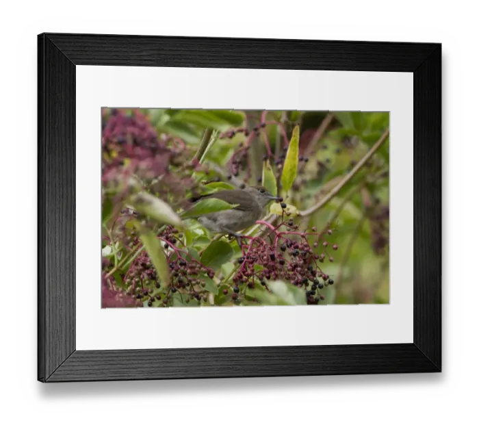 Framed Print : Blackcap feeding on Elderberries Framed Print : Blackcap feeding on Elderberries