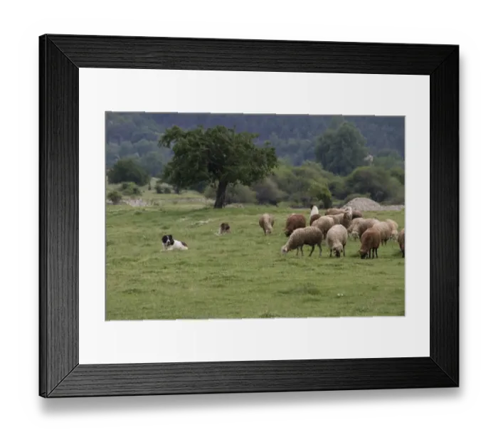 Framed Print : 3 Balkan Karakachan sheep dogs watch over sheep - Bulgaria