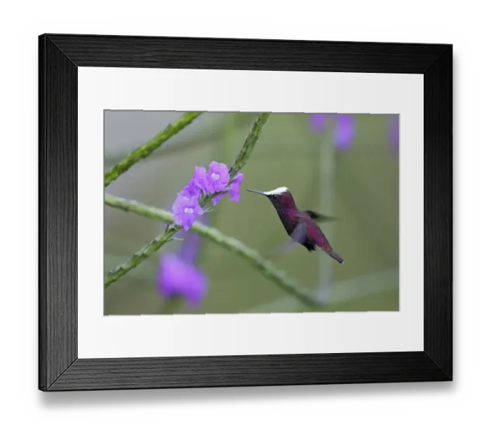Framed Print : Snowcap (Microchera albocoronata) adult male, in flight, hovering at flower, Rancho Naturalista, Turrialba, Costa Rica