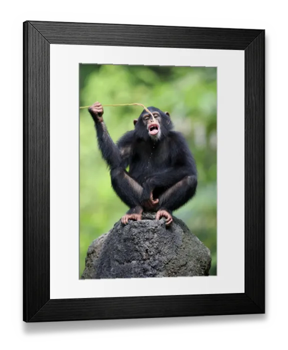 Framed Print : Central Chimpanzee (Pan troglodytes troglodytes) young, drinking, using stem as tool to soak up water from hole in rock Framed Print : Central Chimpanzee (Pan troglodytes troglodytes) young, drinking, using stem as tool to soak up water from hole in rock