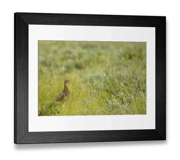 Framed Print : Willow Grouse (Lagopus lagopus) adult male, breeding plumage, standing on tundra, Dovrefjell-Sunndalsfjella N. P Framed Print : Willow Grouse (Lagopus lagopus) adult male, breeding plumage, standing on tundra, Dovrefjell-Sunndalsfjella N. P