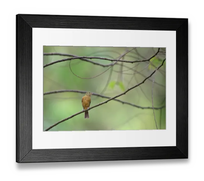 Framed Print : Ochre-bellied Flycatcher (Mionectes oleagineus) adult, perched on twig, Trinidad and Tobago, March Framed Print : Ochre-bellied Flycatcher (Mionectes oleagineus) adult, perched on twig, Trinidad and Tobago, March