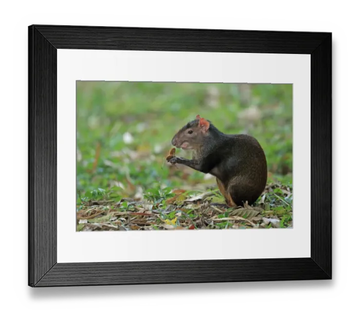 Framed Print : Red-rumped Agouti (Dasyprocta leporina) adult, feeding, sitting on leaf litter, Trinidad and Tobago, March Framed Print : Red-rumped Agouti (Dasyprocta leporina) adult, feeding, sitting on leaf litter, Trinidad and Tobago, March