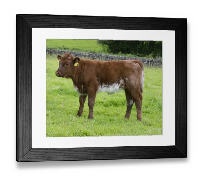 Framed Print : Domestic Cattle, Luing calf, standing in pasture, Windermere, Lake District N. P. Cumbria, England, June Framed Print : Domestic Cattle, Luing calf, standing in pasture, Windermere, Lake District N. P. Cumbria, England, June