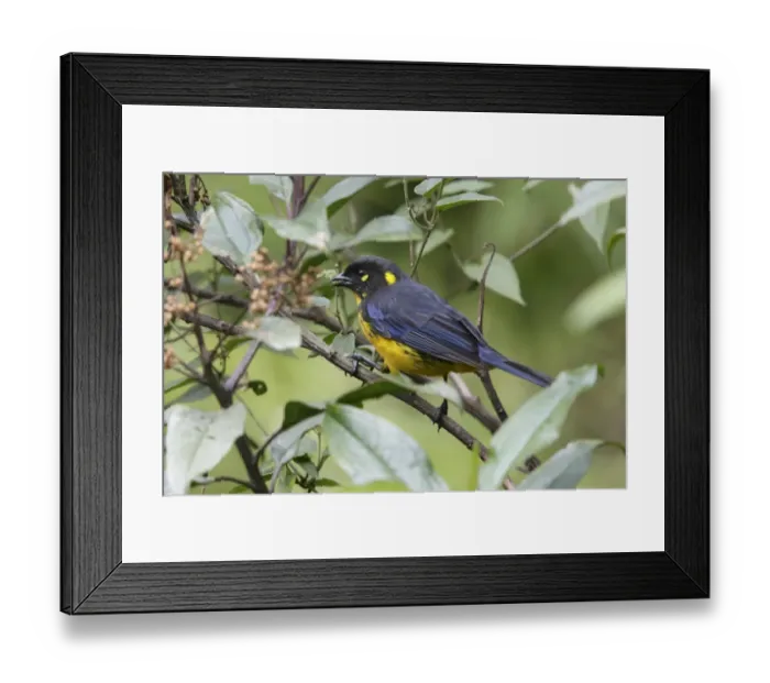 Framed Print : Lacrimose Mountain Tanager (Anisognathus lacrymosus) adult, perched on twig, Guango, Andes, Napo Province, Ecuador
