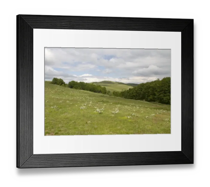 Framed Print : Bogdan National Park Bulgaria an area of Beech forest and open clearings at 1600m Framed Print : Bogdan National Park Bulgaria an area of Beech forest and open clearings at 1600m