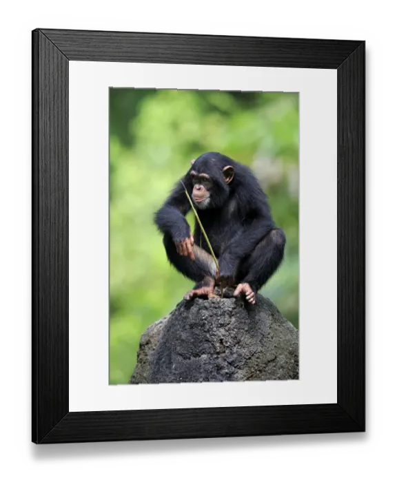 Framed Print : Central Chimpanzee (Pan troglodytes troglodytes) young, drinking, using stem as tool to soak up water from hole in rock Framed Print : Central Chimpanzee (Pan troglodytes troglodytes) young, drinking, using stem as tool to soak up water from hole in rock