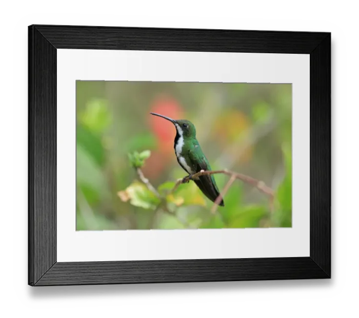 Framed Print : Black-throated Mango (Anthracothorax nigricollis) adult female, perched on twig, Trinidad and Tobago, March Framed Print : Black-throated Mango (Anthracothorax nigricollis) adult female, perched on twig, Trinidad and Tobago, March