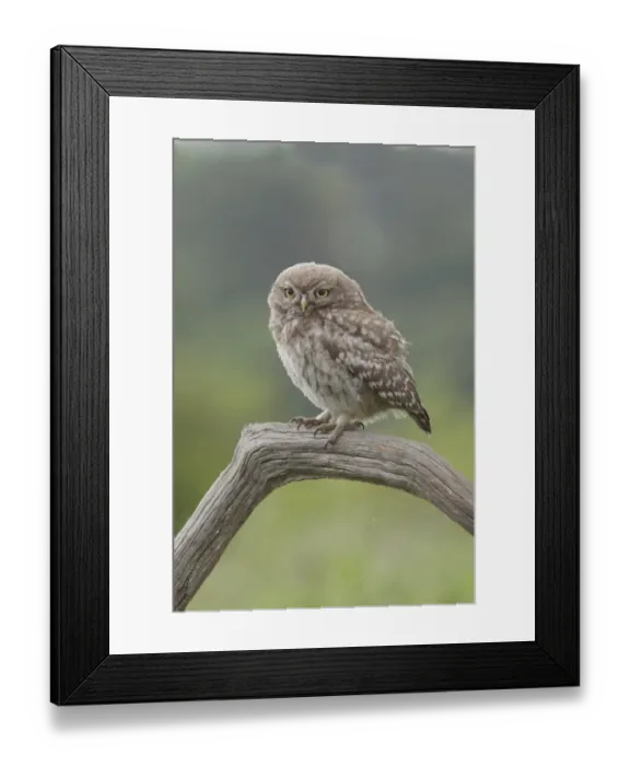 Framed Print : Little Owl (Athene noctua) juvenile, perched on dead branch in farmland, West Yorkshire, England, July Framed Print : Little Owl (Athene noctua) juvenile, perched on dead branch in farmland, West Yorkshire, England, July