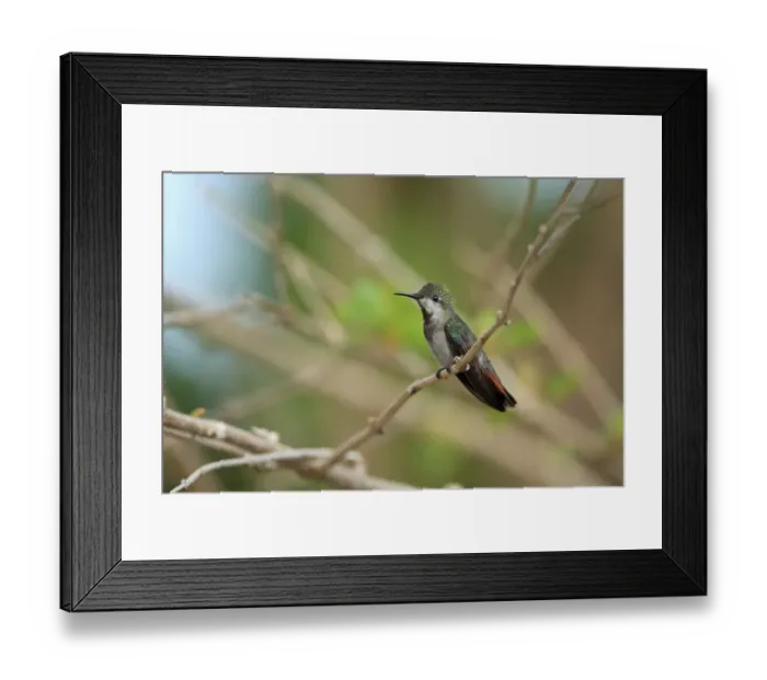 Framed Print : Ruby-topaz Hummingbird (Chrysolampis mosquitus) adult female, perched on twig, Trinidad, Trinidad and Tobago, March Framed Print : Ruby-topaz Hummingbird (Chrysolampis mosquitus) adult female, perched on twig, Trinidad, Trinidad and Tobago, March