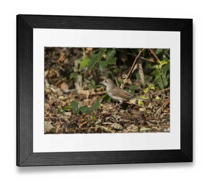 Framed Print : Common Whitethroat female