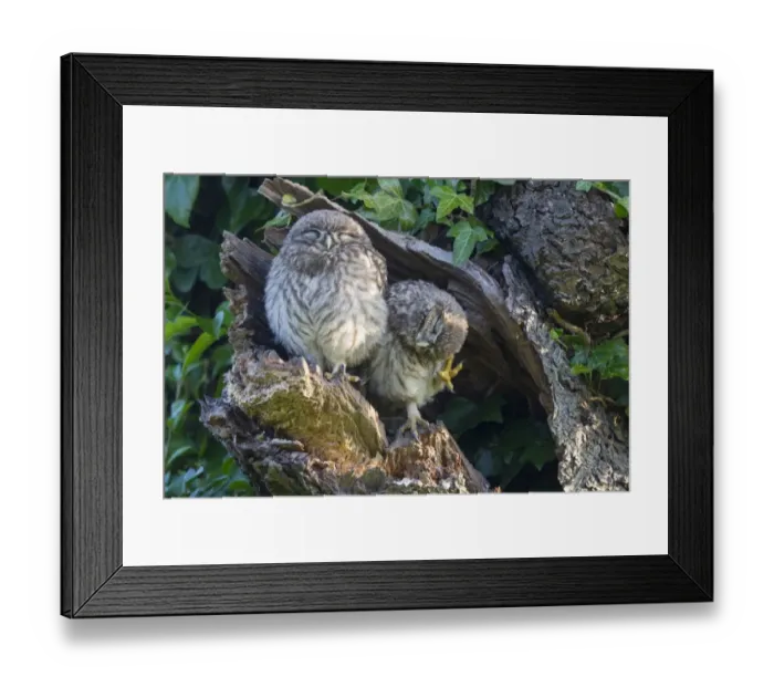Framed Print : Little Owl (Athene noctua) two young, one scratching head, perched at nesthole entrance in early morning, Oxfordshire