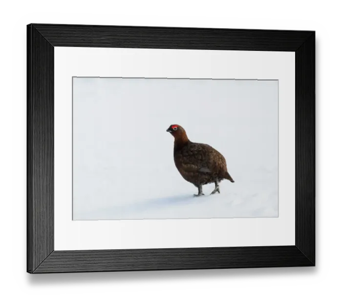 Framed Print : Red Grouse (Lagopus lagopus scoticus) adult male, walking on snow, Lecht, Cairngorms N. P