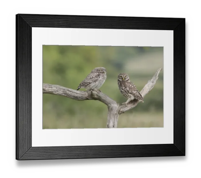 Framed Print : Little Owl (Athene noctua) adult and juvenile, perched on dead branch in farmland, West Yorkshire, England, July Framed Print : Little Owl (Athene noctua) adult and juvenile, perched on dead branch in farmland, West Yorkshire, England, July