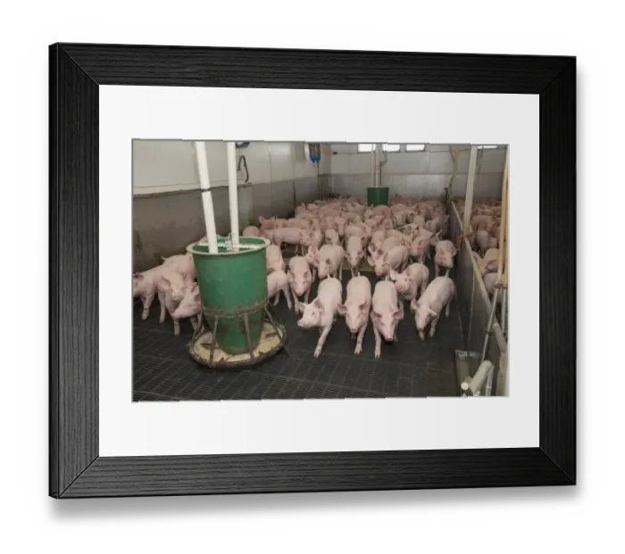Framed Print : Pig farming, growing pigs, with automatic feeders on slats in indoor unit, Driffield, East Yorkshire, England, June Framed Print : Pig farming, growing pigs, with automatic feeders on slats in indoor unit, Driffield, East Yorkshire, England, June