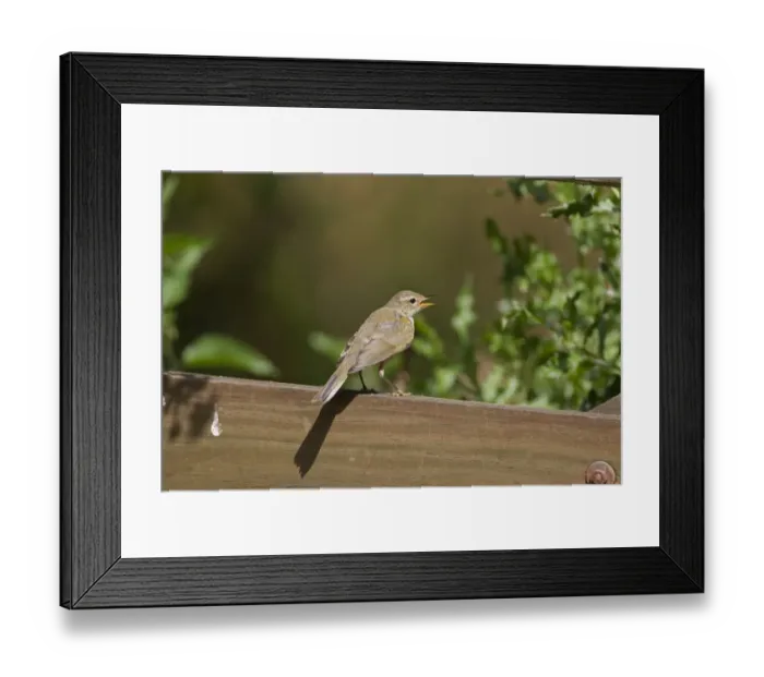 Framed Print : Chiffchaff (Phylloscopus collybita) singing Framed Print : Chiffchaff (Phylloscopus collybita) singing