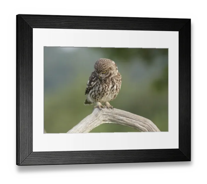 Framed Print : Little Owl (Athene noctua) adult, looking down for prey, perched on dead branch in farmland, West Yorkshire, England Framed Print : Little Owl (Athene noctua) adult, looking down for prey, perched on dead branch in farmland, West Yorkshire, England