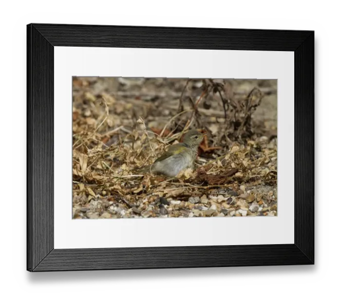 Framed Print : Chiffchaff (Phylloscopus collybita) sun bathing